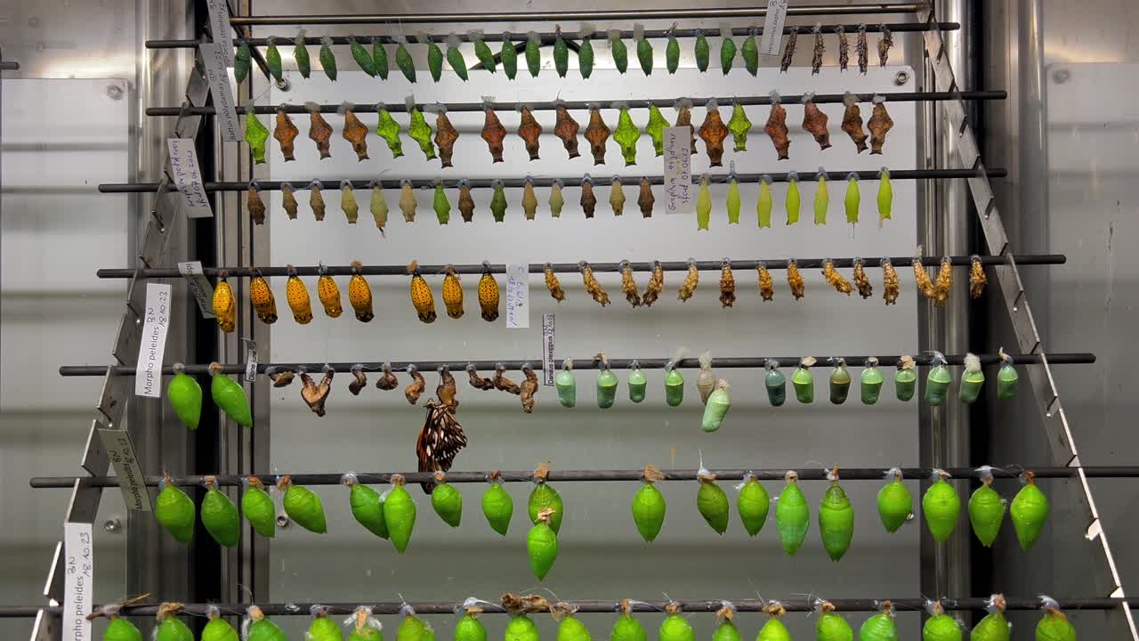 las mariposas pronto saldrán del capullo.