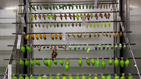 butterflies will soon hatch from the cocoon