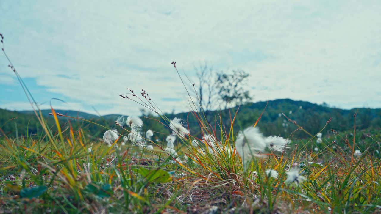Eriophorum angustifolium - Cotton Grass On A Breeze Nature Background. Close-up Shot
