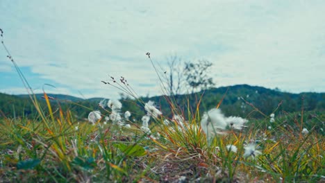 eriophorum angustifolium - cotton grass on a breeze nature background. close-up shot