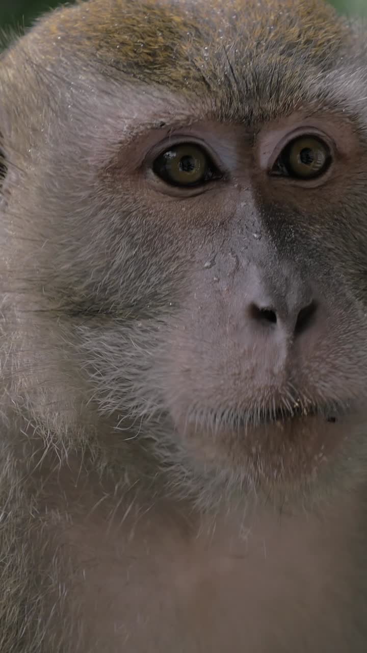Close-up of a Macaque Monkey Looking Around