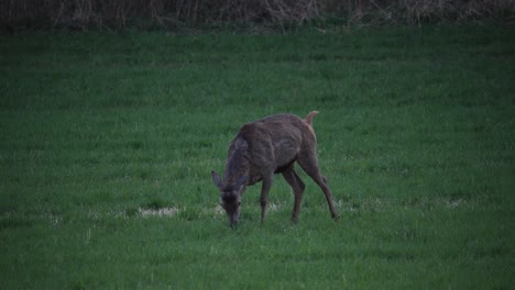 Wildlife-Scene-With-Deers-Grazing-In-Green-Pasture-Land