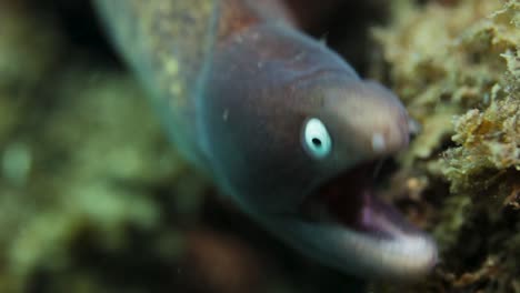 underwater video of a eel moving about underwater