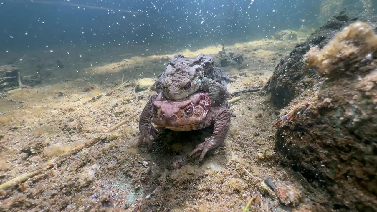 Koiraas rupikonna (Bufo bufo) naaraan päällä parittelukahdessa kirkasvetisen puron pohjalla. Viro.