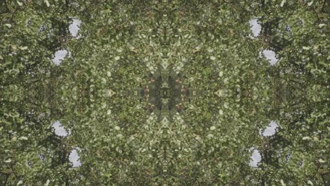 Grünes-Kaleidoskop-Mit-Waldbildern-Aus-Wissahickon-Creek,-Philadelphia,-#35