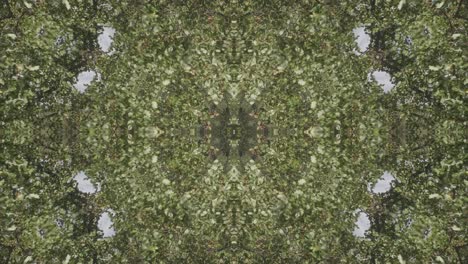 greenery kaleidoscope using forest imagery from wissahickon creek, philadelphia, #35