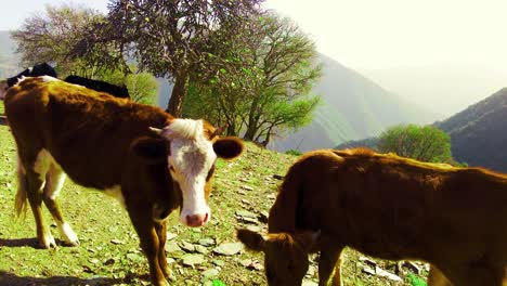 Vacas-Pastando-En-Pastizales-De-Montaña