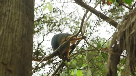 Mono-Colobo-Rojo-De-África-Occidental-Salvaje-Sentado-En-El-árbol-Mientras-Orinaba-Por-Las-Ramas-En-El-Bosque-De-Gambia