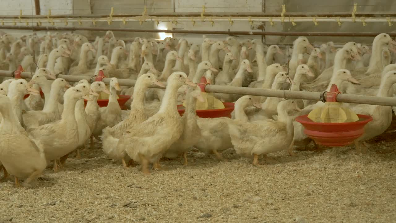 Multidão de patos em granja de aves