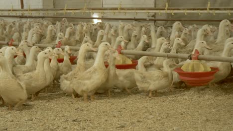 crowd of ducks at poultry farm