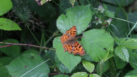 comma butterfly, polygonia c-album basking on bramble leaf