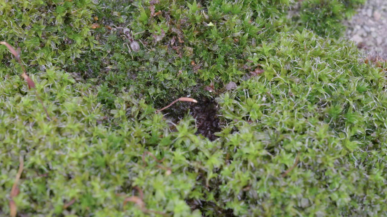 Top view of ants emerging from mossy ground
