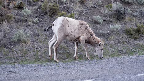 borrego cimarrón de las montañas rocosas en yellowstone