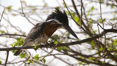 the giant kingfisher sits on a branch in a south african wildlife park and raises his head when he sees something moving