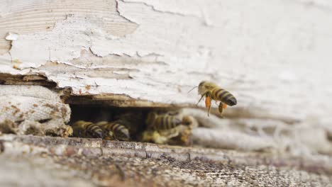 Bienenstock-Aus-Nächster-Nähe.