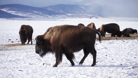 Ranched-bison-walks-in-cold,-white-mountain-snow-with-other-buffalo