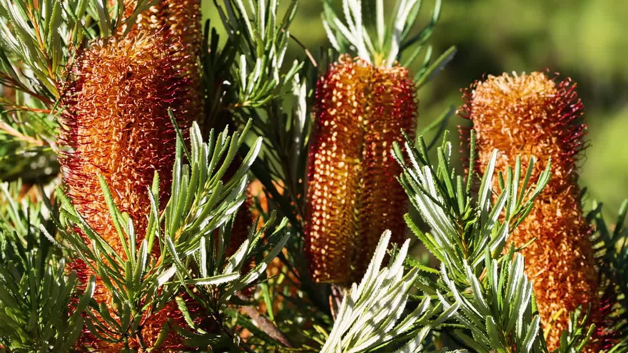 Detailed view of banksia cones surrounded by green foliage, highlighting texture and color in natural light.