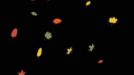 beautiful autumn leaves falling animation flat style with black background