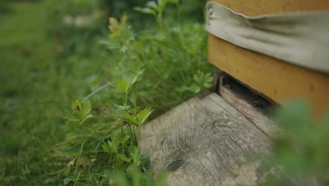 Worker-bee-fly's-out-of-wooden-hive-in