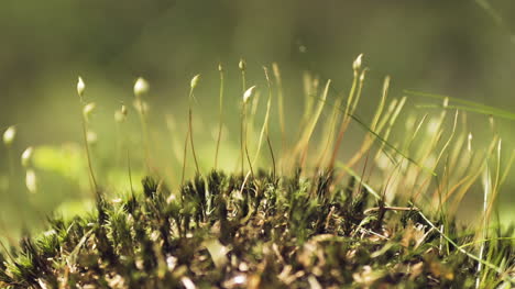 primer plano sobre musgo en el bosque