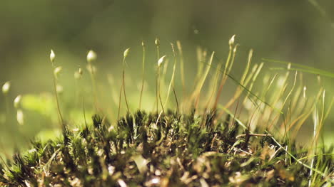 close shot on moss in the woods