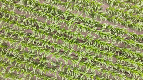 Aerial-view-of-a-corn-crop-field