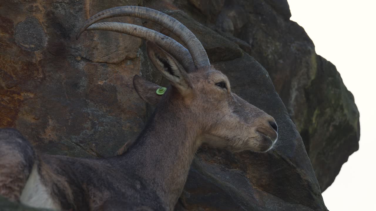 Mountain goat with curved horns rests against rocky habitat, side profile, natural daylight, minimal movement