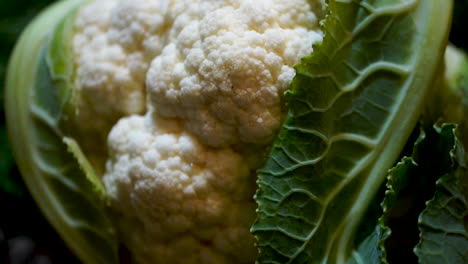 close up detail shot of whole cauliflower with black background