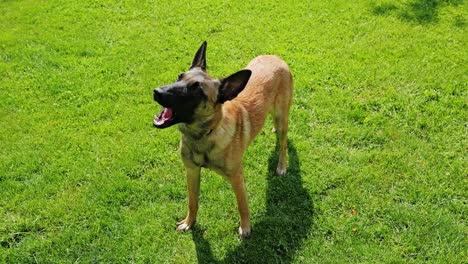 healthy belgian malinois eating fresh orange carrot on green lawn in usa