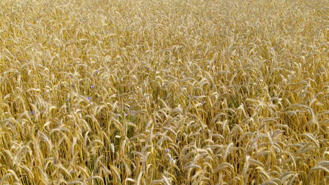 Aerial-low-fligh-over-wheat-field-ready-to-be-harvested-before-crop-in-Czeczewo,-a-village-in-the-administrative-district-of-Gmina-Przodkowo,-Poland