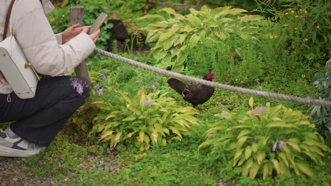 white woman crouching photographing brown hen with smartphone near ropelined path, beige jacket and backpack, pecking chicken, green foliage, candid rural garden moment, soft daylight and playful