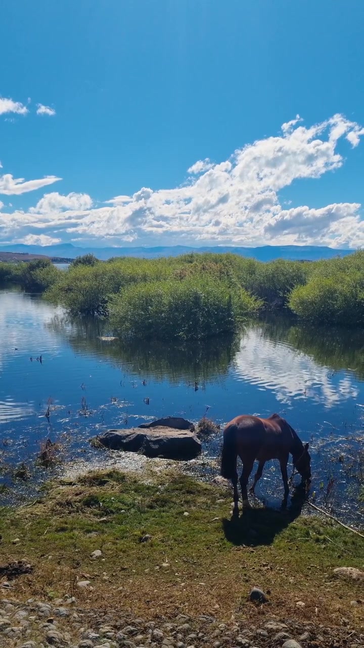 Vertikale Aufnahme eines Pferdes, das am Ufer des Lago Argentino in El Calafate, Argentinien, Wasser trinkt, mit üppiger patagonischer Vegetation im Hintergrund.