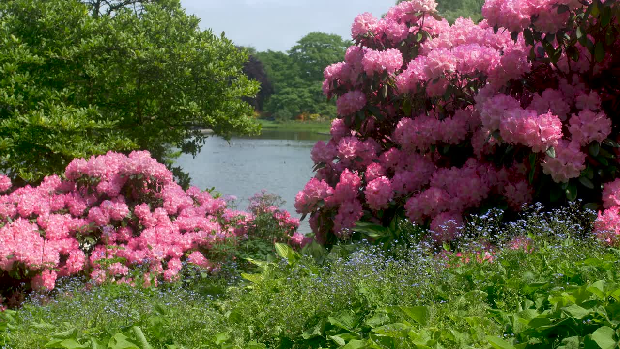Pink flower blossoms on two big bushes with lake in the background.