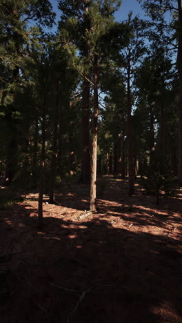 sunlight streaming through a dense pine forest