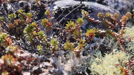 Arctic-Tundra-lichen-moss-close-up.-Found-primarily-in-areas-of-Arctic-Tundra,-alpine-tundra,-it-is-extremely-cold-hardy.-Cladonia-rangiferina,-also-known-as-reindeer-cup-lichen.