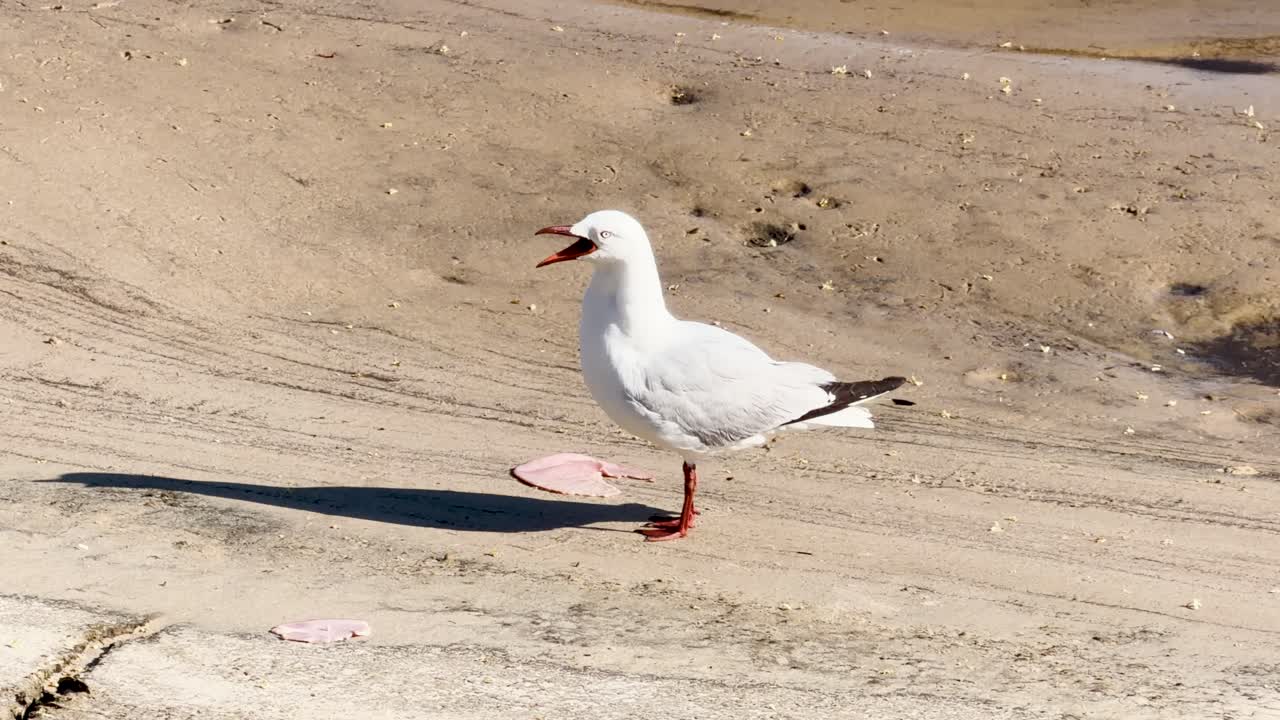 Silver gull pecks at ham on sandy riverbank under bright daylight, minimal camera movement