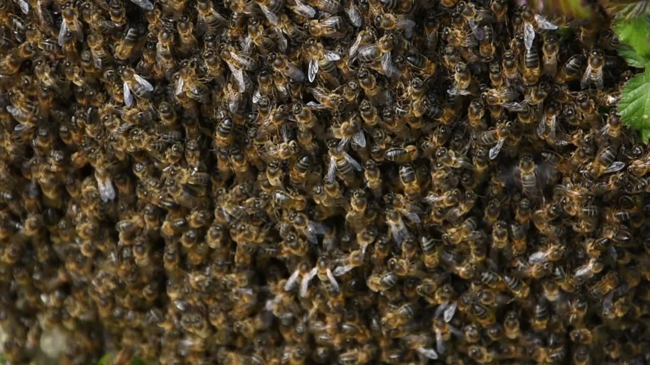A Swarm of Bees. Nature Concept