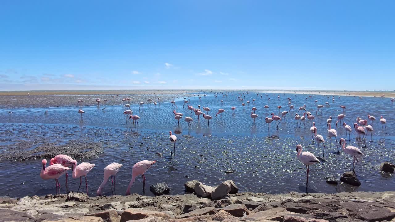 Flock of Flamingos in a Wetland