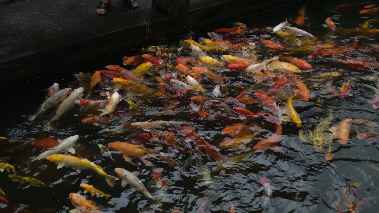 Koi fishes swimming in natural Asian Zen garden pond outdoors in oriental setting