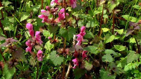 abeja común volando entre flores silvestres rosas en un parque público