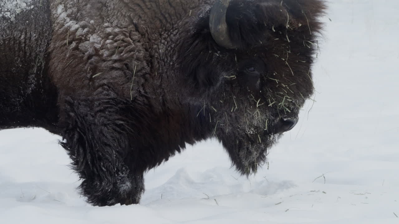 캐나다 유콘 주 화이트호스 의 눈 인 풍경 에 있는 비손 의 면