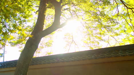 Schöner-Morgendlicher-Sonnenaufgang-Durch-Die-Bäume-In-Einem-Japanischen-Garten-Im-Hintergrund-In-Kyoto,-Japan-Sanfte-Beleuchtung