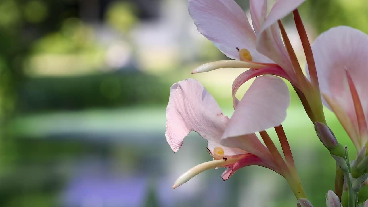 Canna flower blooming in a serene park setting