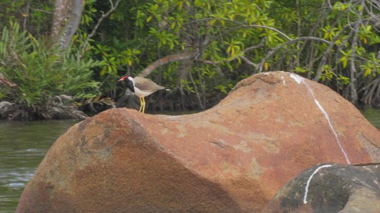 Due pavoncelle indiane in piedi su grandi rocce fluviali accanto al fiume Hikkaduwa, circondate da acqua tropicale e vegetazione verde nello Sri Lanka.