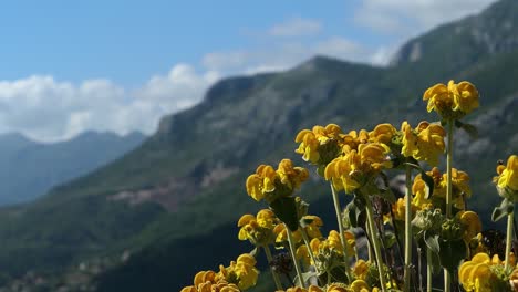 green mountains, blue sky with clouds and yellow wildflower, jerusalem sage