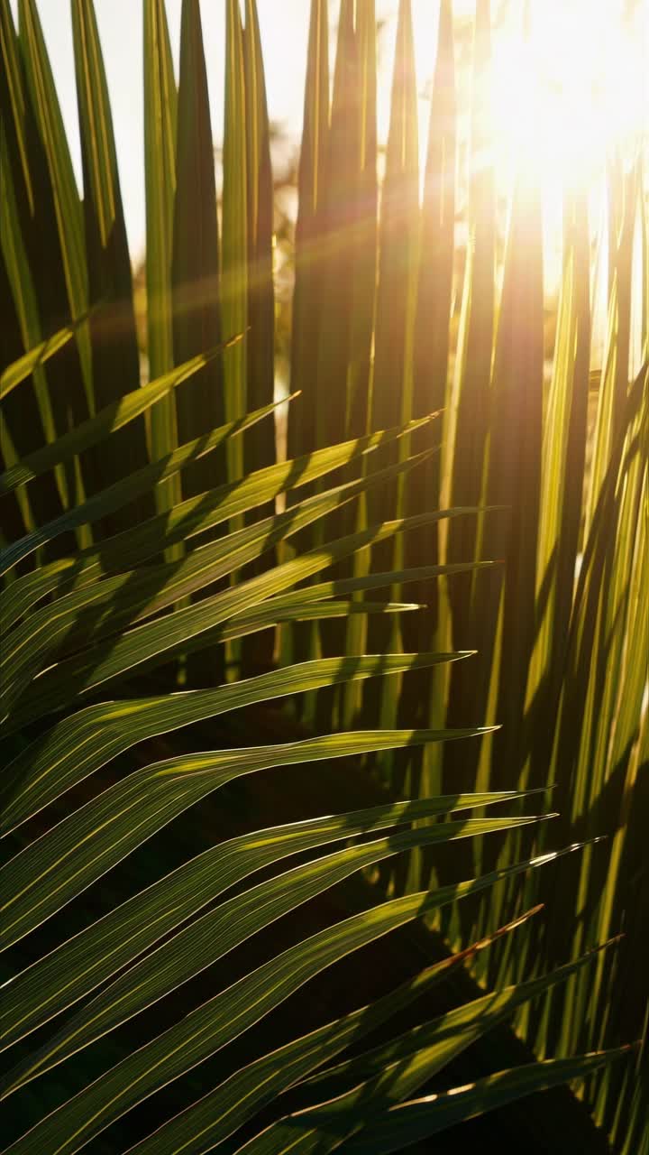 Close-up video of sunlit palm leaves, captured from a low angle