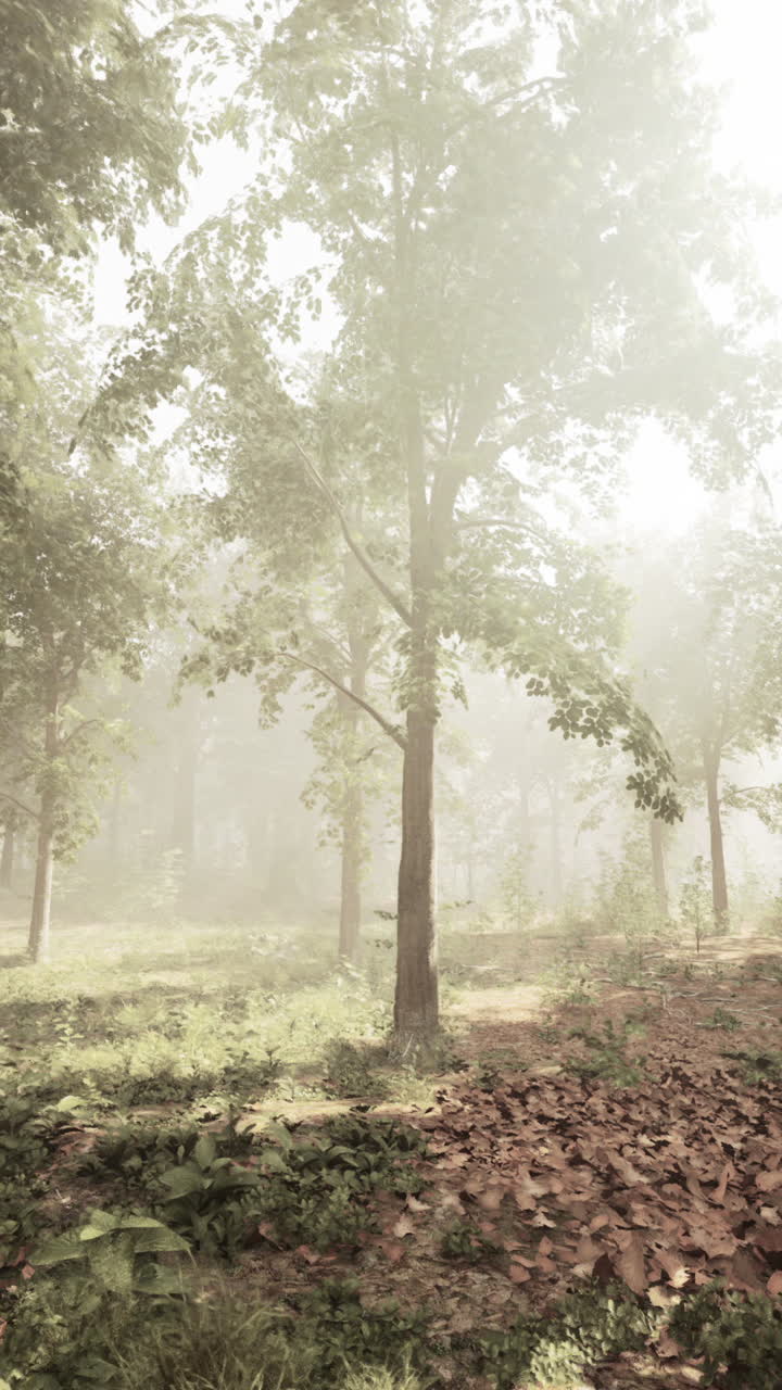 안개 숲: 평온 한 자연 장면