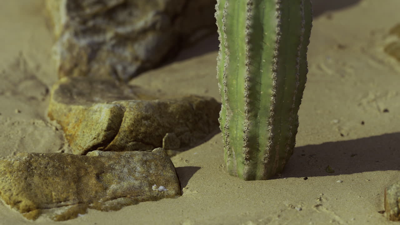 Cactus stands on sandy soil with rocks under bright sunlight in desert setting