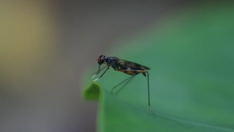 Wespe-Auf-Blättern,-HD-Video