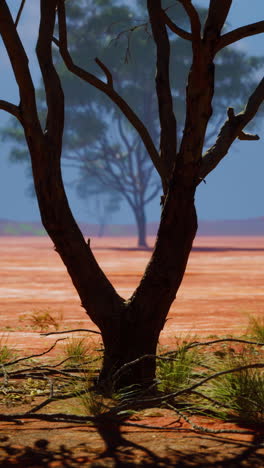 close up of a tree trunk in a desert environment